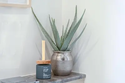 a plant in a vase sitting on a shelf at Sunset spot with breathtaking view by Suiteable in Dubai