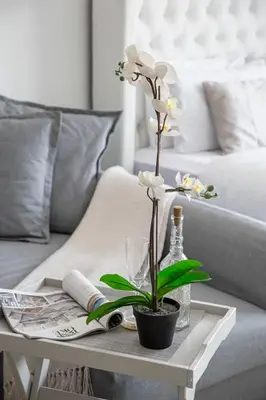 a coffee table with a plant on top of a couch at Frank Porter - Al Waleed Paradise in Dubai