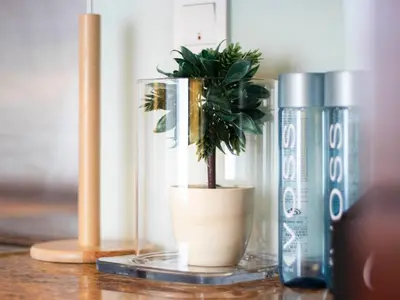 a plant in a pot on a table next to two bottles at Spacious 2BR in Downtown in High Floor in Dubai