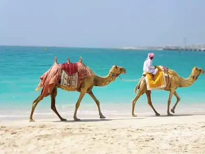 two men riding camels on the beach at One BedRoom near Beach and Metro in Dubai Marina Z1011 in Dubai