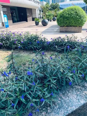 a bunch of blue flowers in front of a building at Panoramic Marina View in Dubai