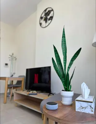 a living room with a potted plant on a table at Vibrant studio - 15m to marina in Dubai