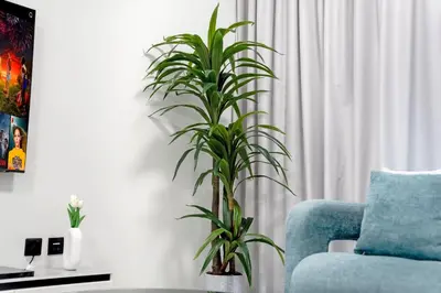 a plant in a living room next to a blue chair at Chic 1 BR with Port Views in Dubai