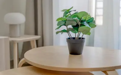 a potted plant sitting on top of a wooden table at Manchester Tower Dubai Marina in Dubai