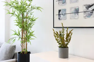 two potted plants on a table in a living room at Beachfront 2BR with Maids Room One JBR Sea Palm Ain Atlantis Views in Dubai
