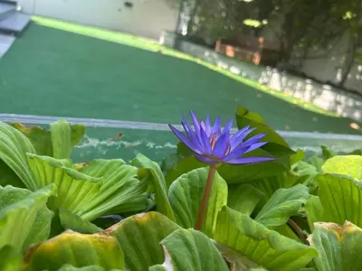 a purple flower sitting on top of green leaves at Dubai Hills Mahek Holiday Villa in Dubai