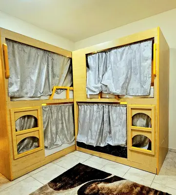two dogs in a room with two windows at Come experience Dubai Marina with luxury capsule in Dubai