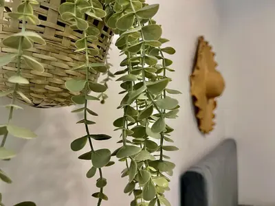 a green plant is hanging from a wall at Karama pretty unit near metro in Dubai