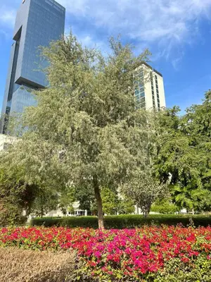 a tree in a field of flowers in front of a building at Modern Apartment in JVC in Dubai