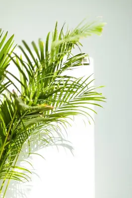 a close up of a green palm tree at Luxury 5 bed Villa close to Pool, Gym and Play Areas in Dubai