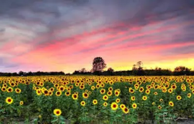 a field of sunflowers with a sunset in the background at X8363 - Apartment #101, Floor - 1, Dubai Investmen in Dubai