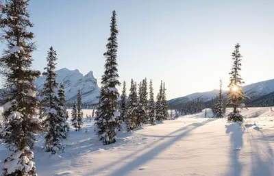 a group of trees in the snow with mountains in the background at X8363 - Apartment #101, Floor - 1, Dubai Investmen in Dubai
